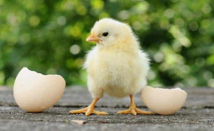 How to Hatch Chicken Eggs: The Complete Guide