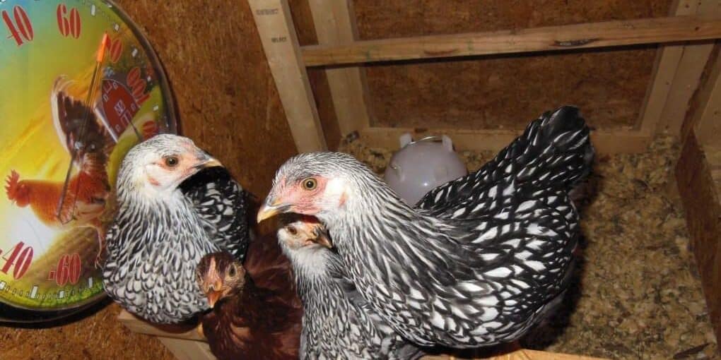 Planning to House Your Chickens The Ultimate Guide