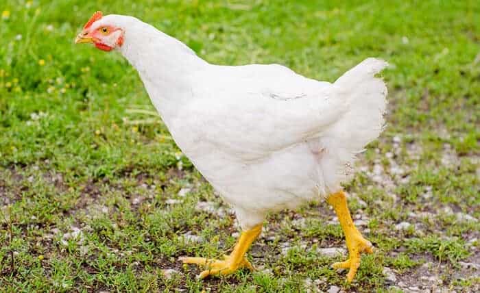 Raising Chickens for Meat: Everything You Need to Know